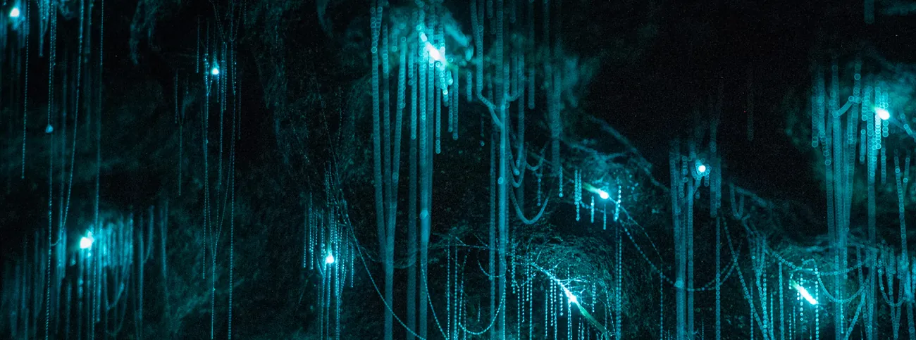 Glowworm threads glowing in the dark